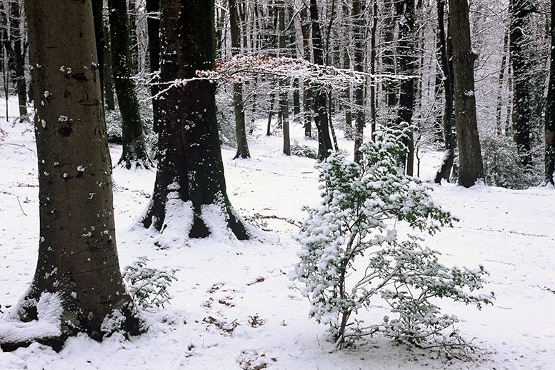 Winter Snow in Bramshaw Wood